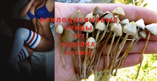 PSILOCYBIN Карталы